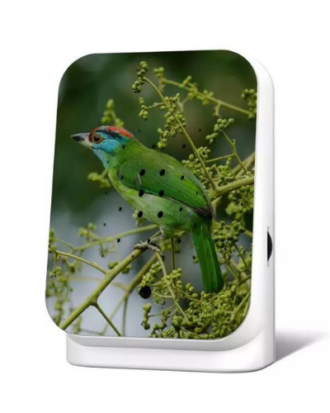 Junglebox Vogel