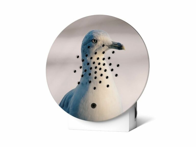 Oaceanbox Vogel